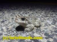 /home//u458753944/public_html/sourcegallery////////////////////Roxborough Toad Detour/2026/2026-04-13/P4131621.JPG